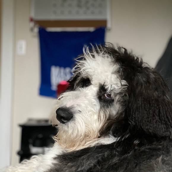 Meet your Posher, Rory - Picture 1 of 1